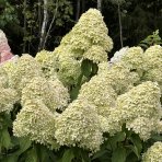Hortenzia metlinatá (Hydrangea paniculata) ´MAGICAL SWEET SUMMER®´ - výška 30-50 cm, kont. C3L